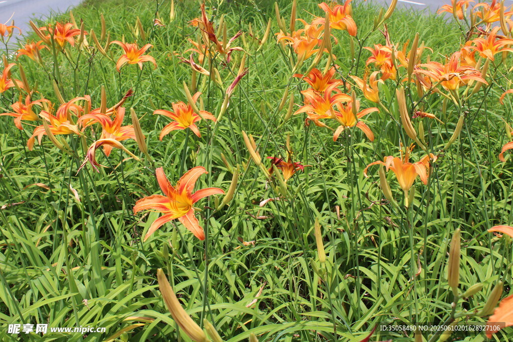 萱草花  