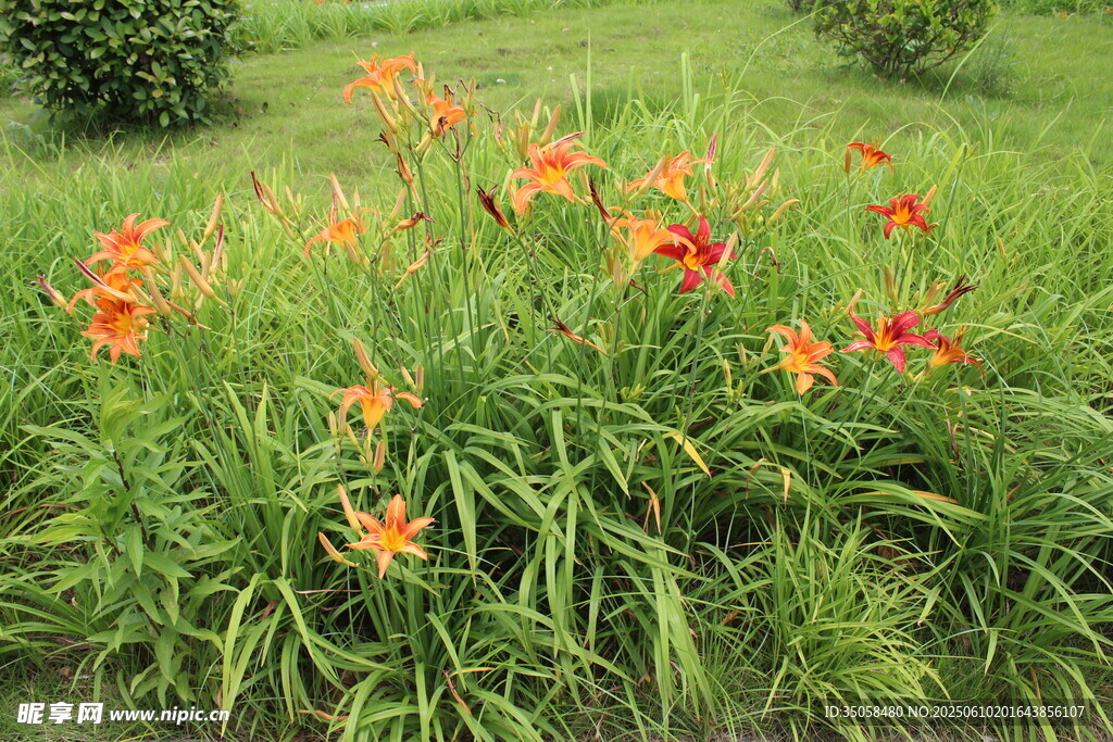  萱草花