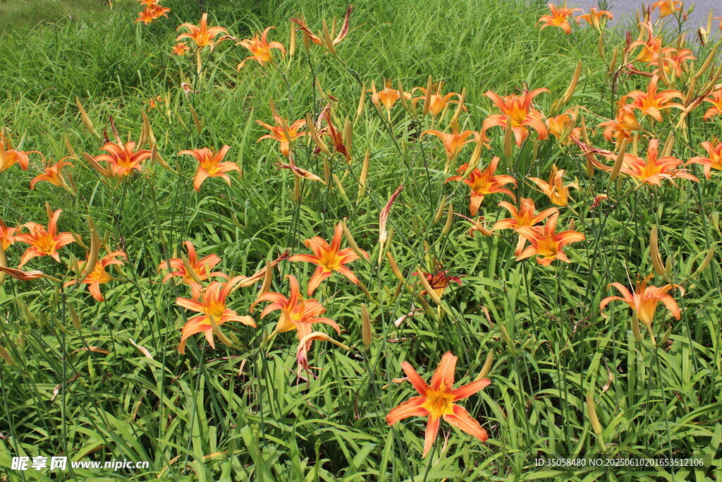  萱草花