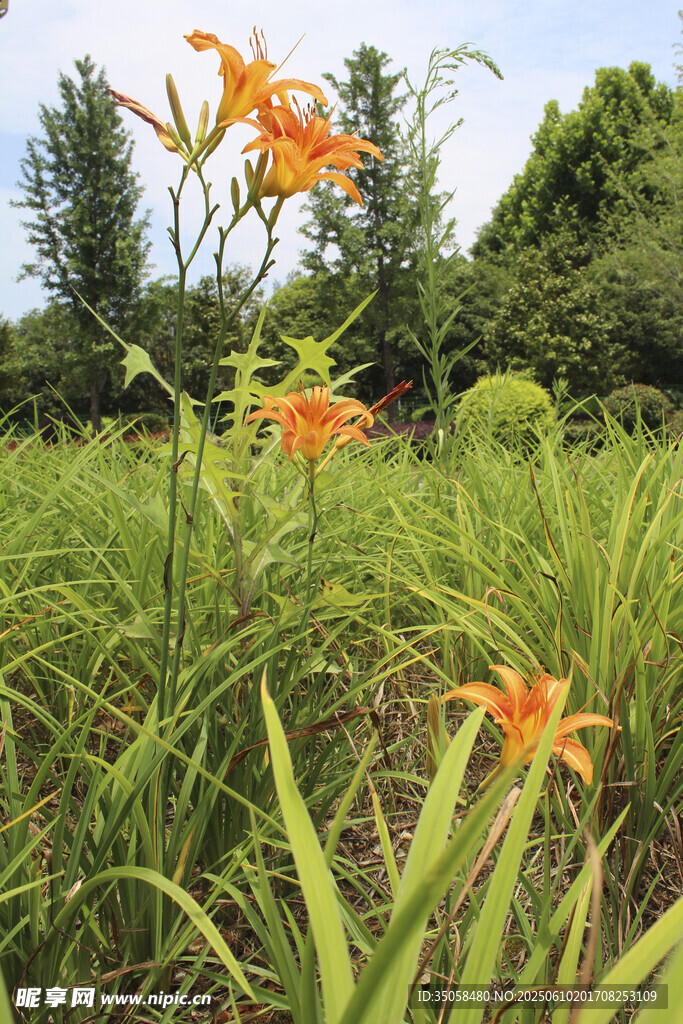  萱草花