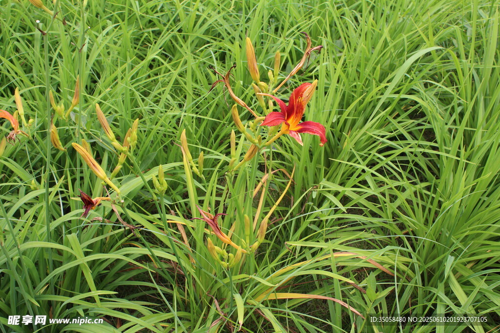 萱草花 