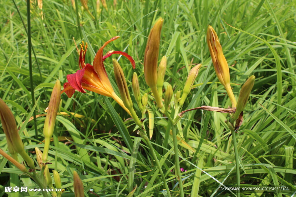  萱草花