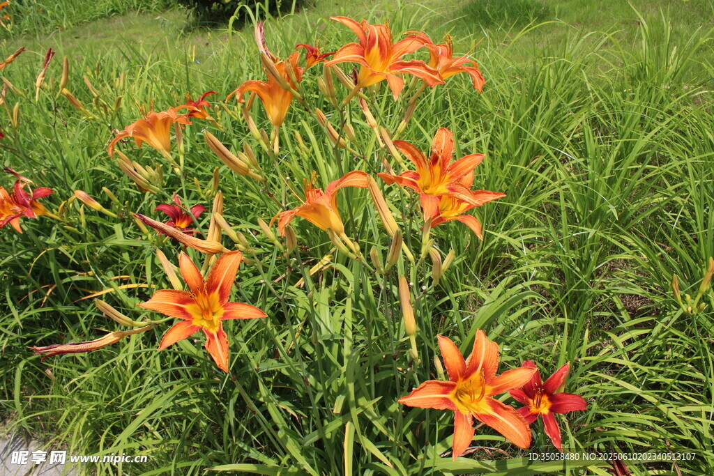 萱草花  