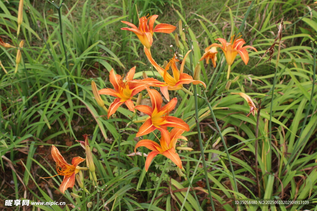 萱草花  