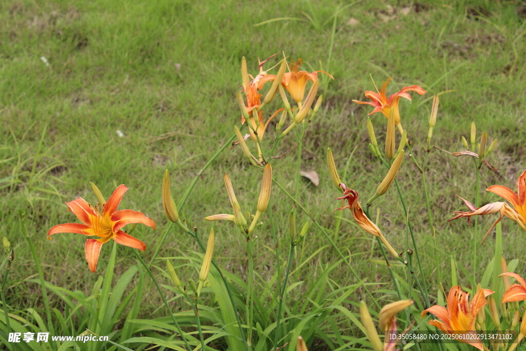 萱草花  