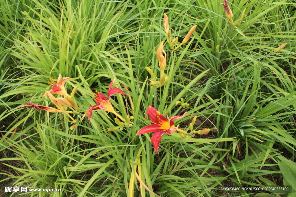 萱草花 