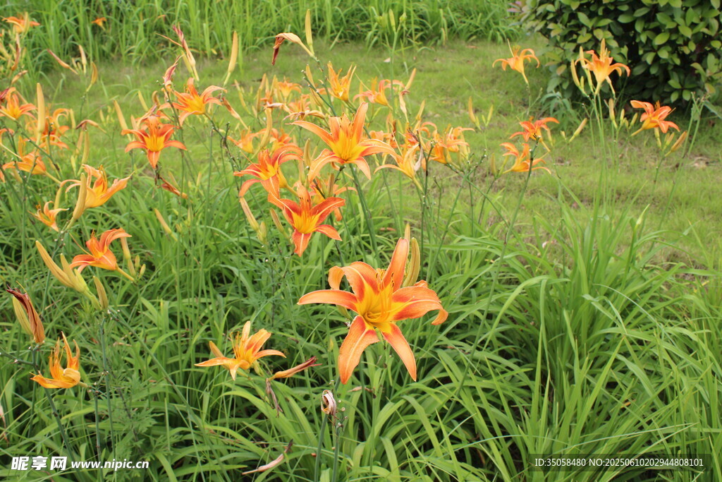 萱草花  