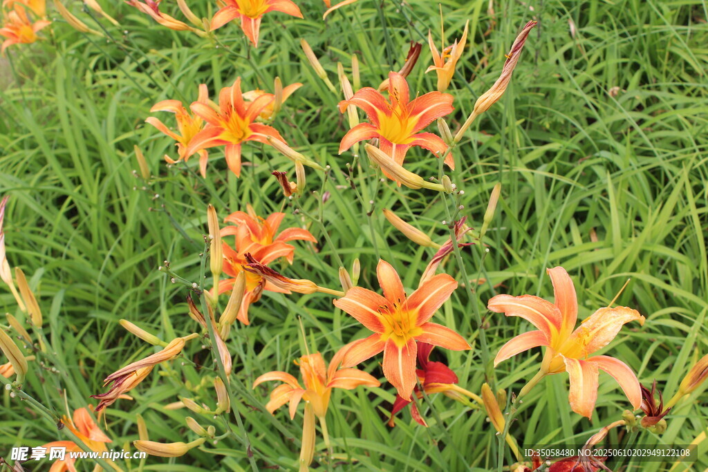 萱草花  