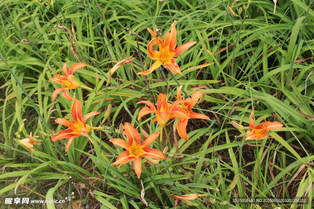 萱草花 