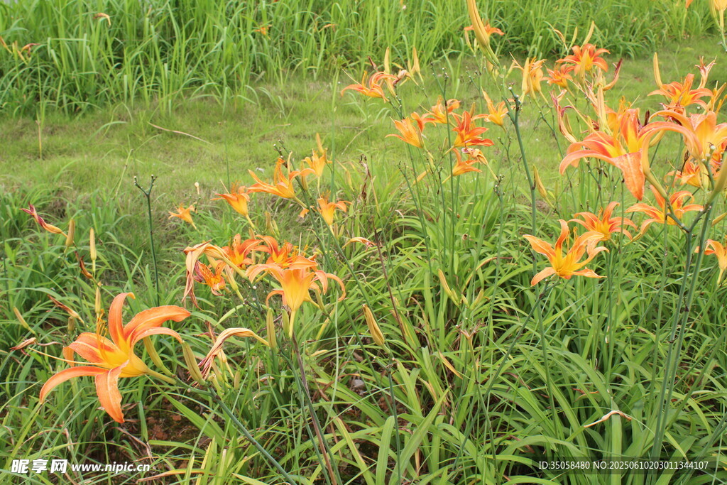  萱草花