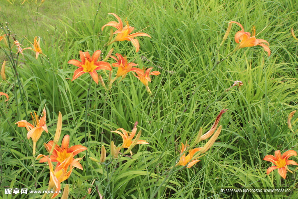 萱草花 