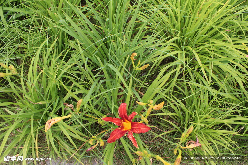 萱草花  