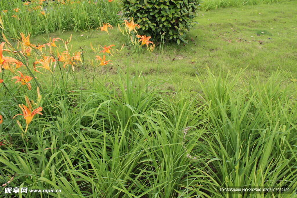 萱草花  
