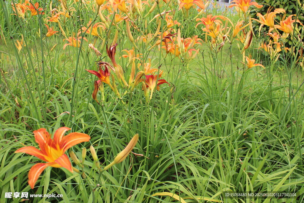  萱草花