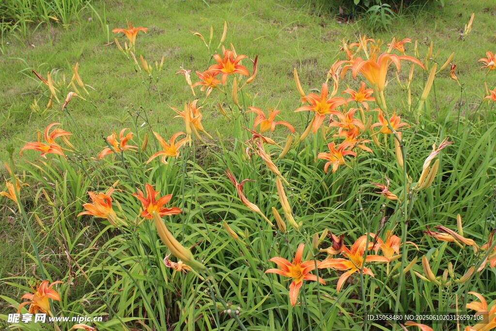  萱草花