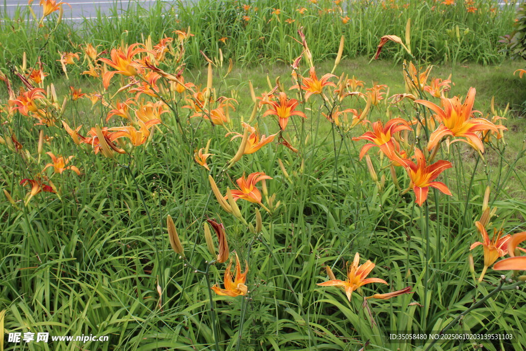 萱草花 