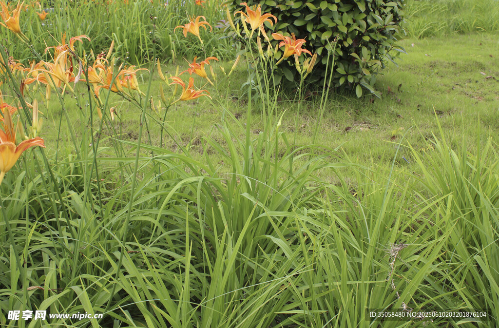 萱草花  