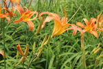 萱草花 