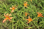 萱草花  