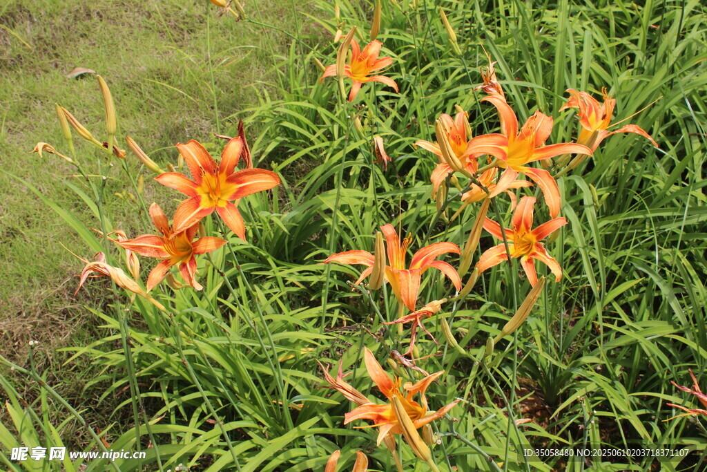 萱草花 