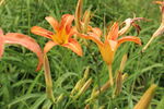 萱草花 