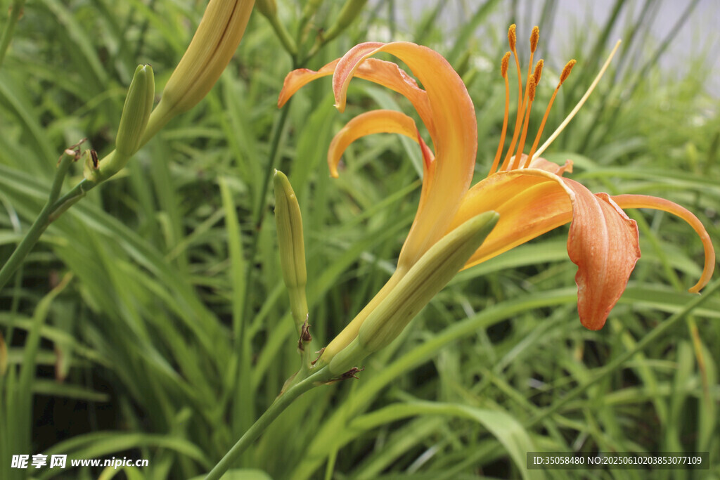 萱草花 