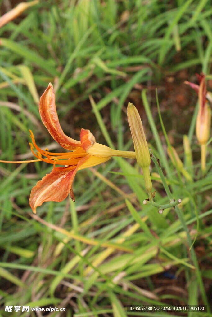 萱草花  
