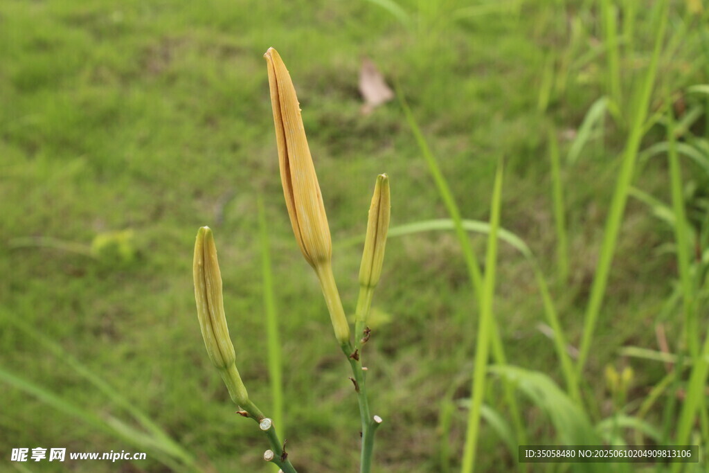 萱草花 