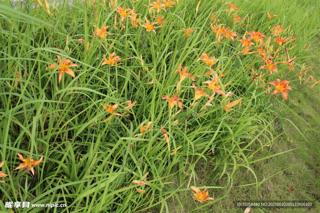 萱草花 