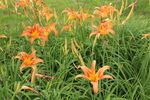 萱草花 