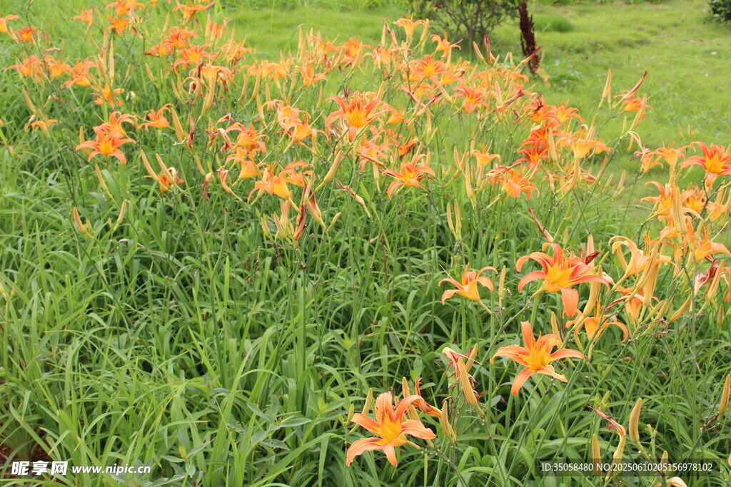 萱草花  