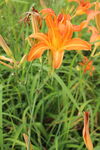 萱草花 
