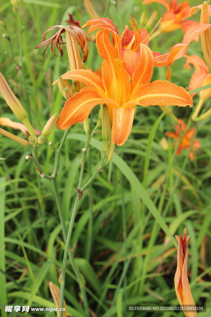 萱草花 