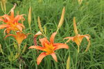 萱草花  