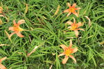  萱草花
