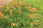 萱草花 