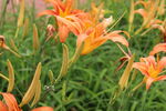 萱草花  
