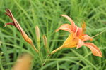  萱草花