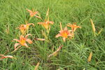萱草花  