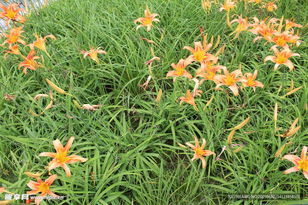 萱草花  