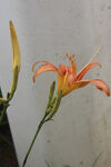 萱草花 