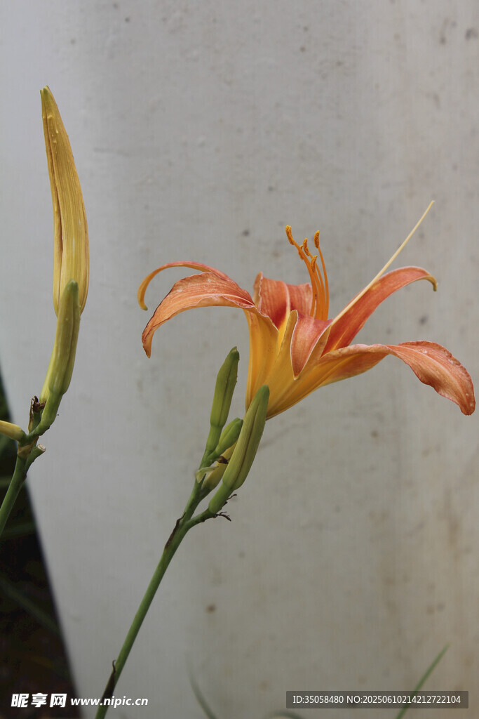 萱草花 