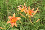萱草花 