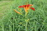  萱草花