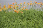 萱草花  