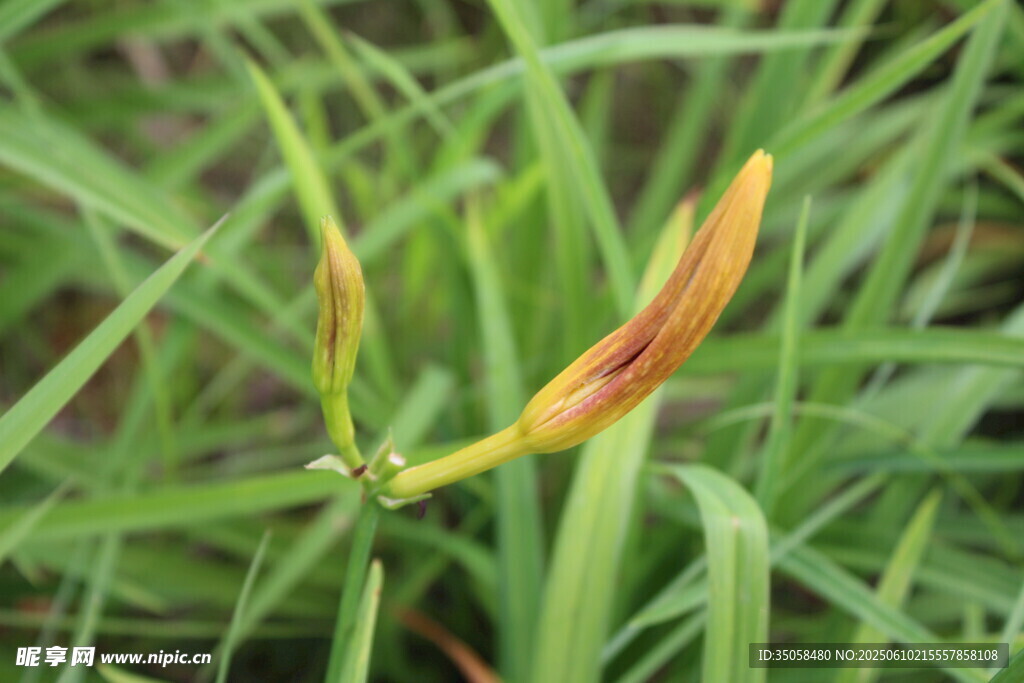  萱草花