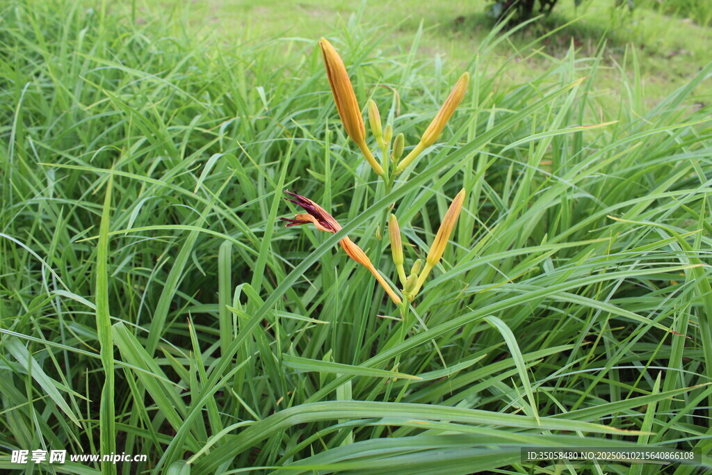 萱草花   