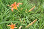 萱草花 