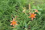 萱草花 