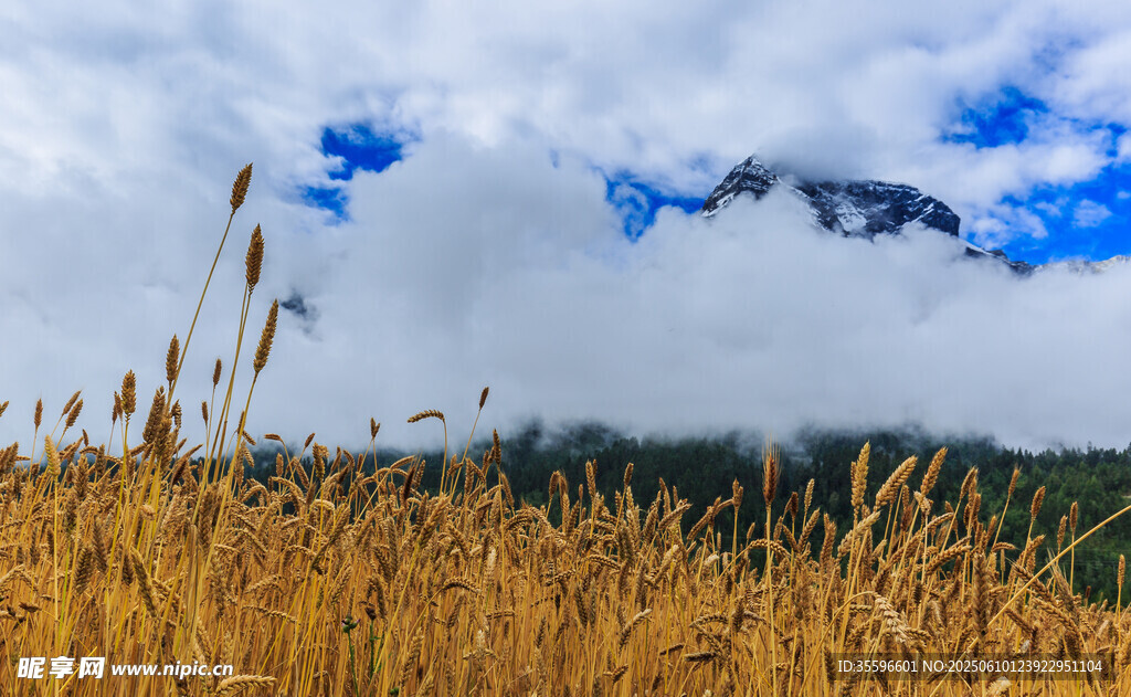 金黄草甸与云雾缭绕山峦